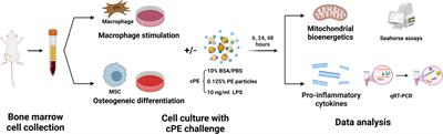 Glycolytic reprogramming in macrophages and MSCs during inflammation